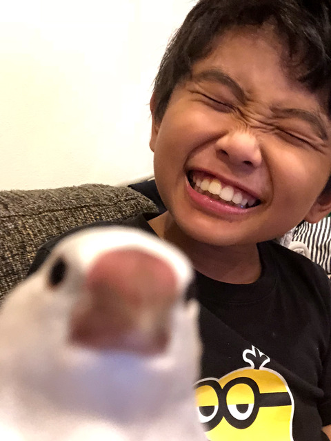 文鳥