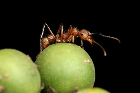 ǥϥꥢ Ectatomma tuberculatum