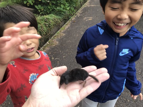 ヒミズ