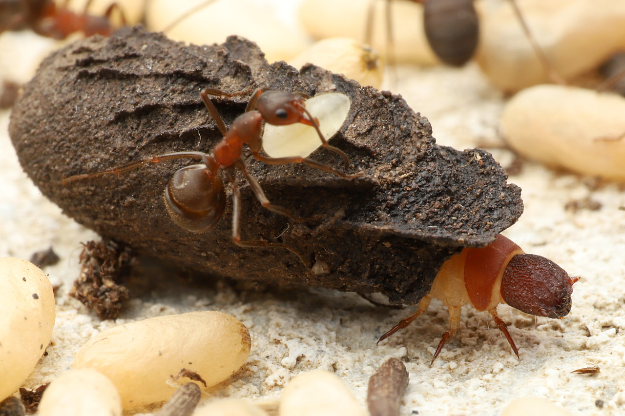 沖縄で見つけたツツハムシの一種 : ありんこ日記 AntRoom