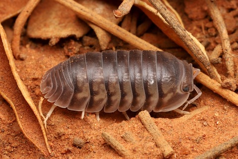 オーストラリア 乾燥地帯の生き物