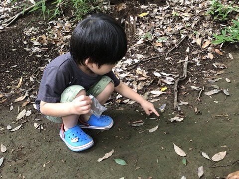 アルビノダンゴムシ探し