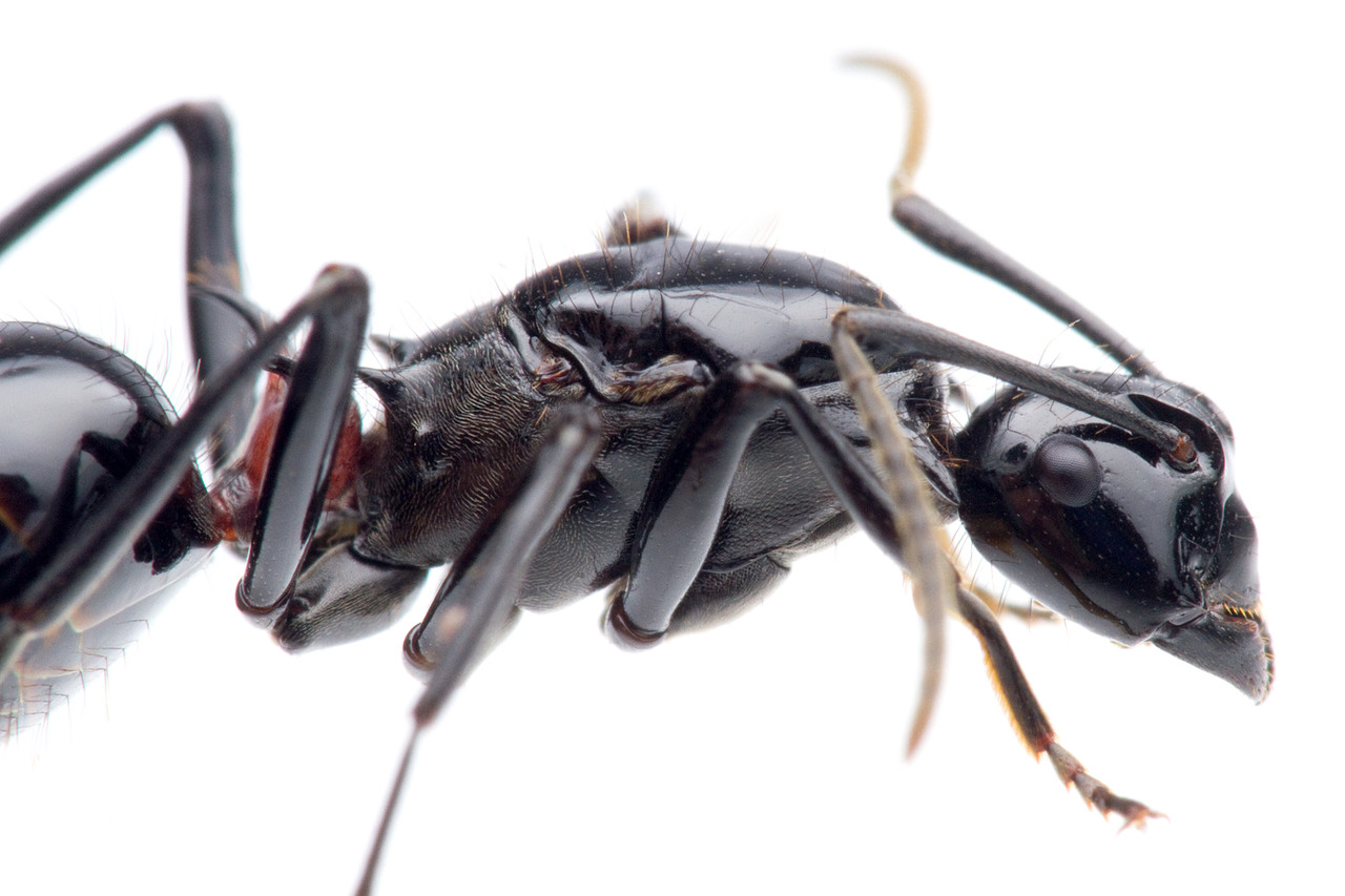 外見も生き方もかっこいい！トゲアリ女王 : ありんこ日記 AntRoom