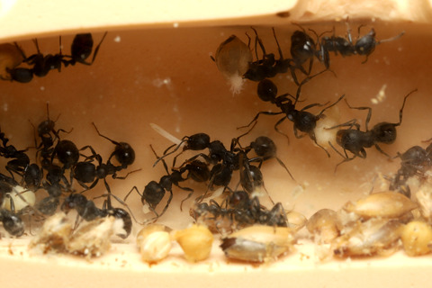 発芽しないクロナガアリの巣内のタネ