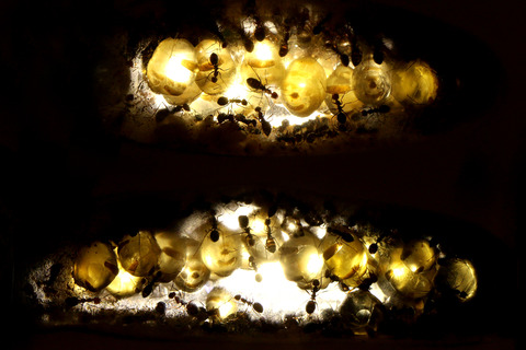 �ߥĥĥܥ���