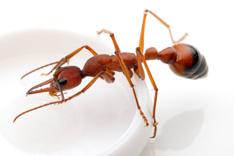 ���Хϥꥢ�� Myrmecia nigriscapa