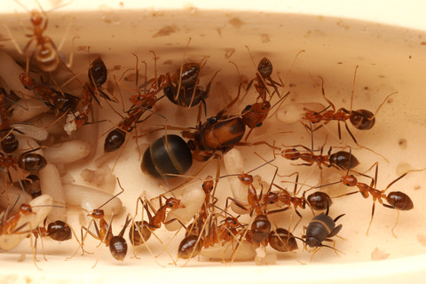 アシナガキアリとシロオビアリヅカコオロギ