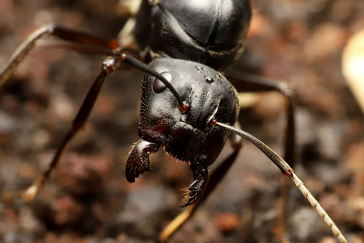 日本最大種の一つ クロオオアリのコロニー 高品質 クロオオアリ コロニー １群(K09) 日本最大種 北海道 女王アリ