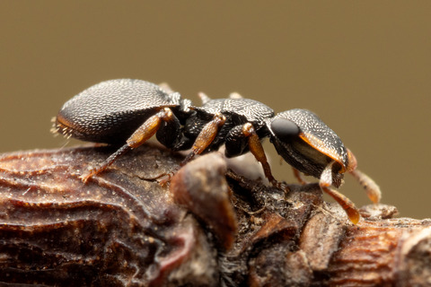 �ʥ٥֥����� Cephalotes minutus