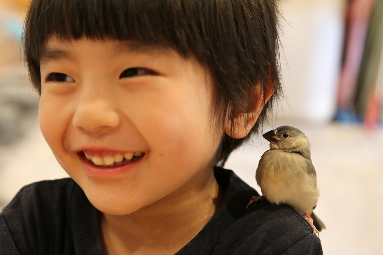 桜文鳥の飼育 ありんこ日記 Antroom