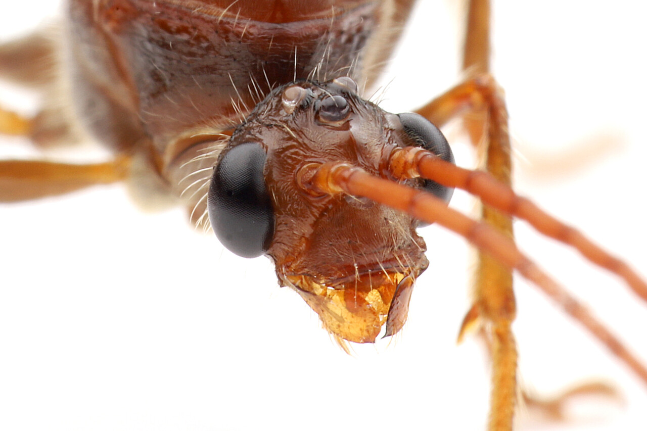 ありんこ日記 Antroom アリの飼育