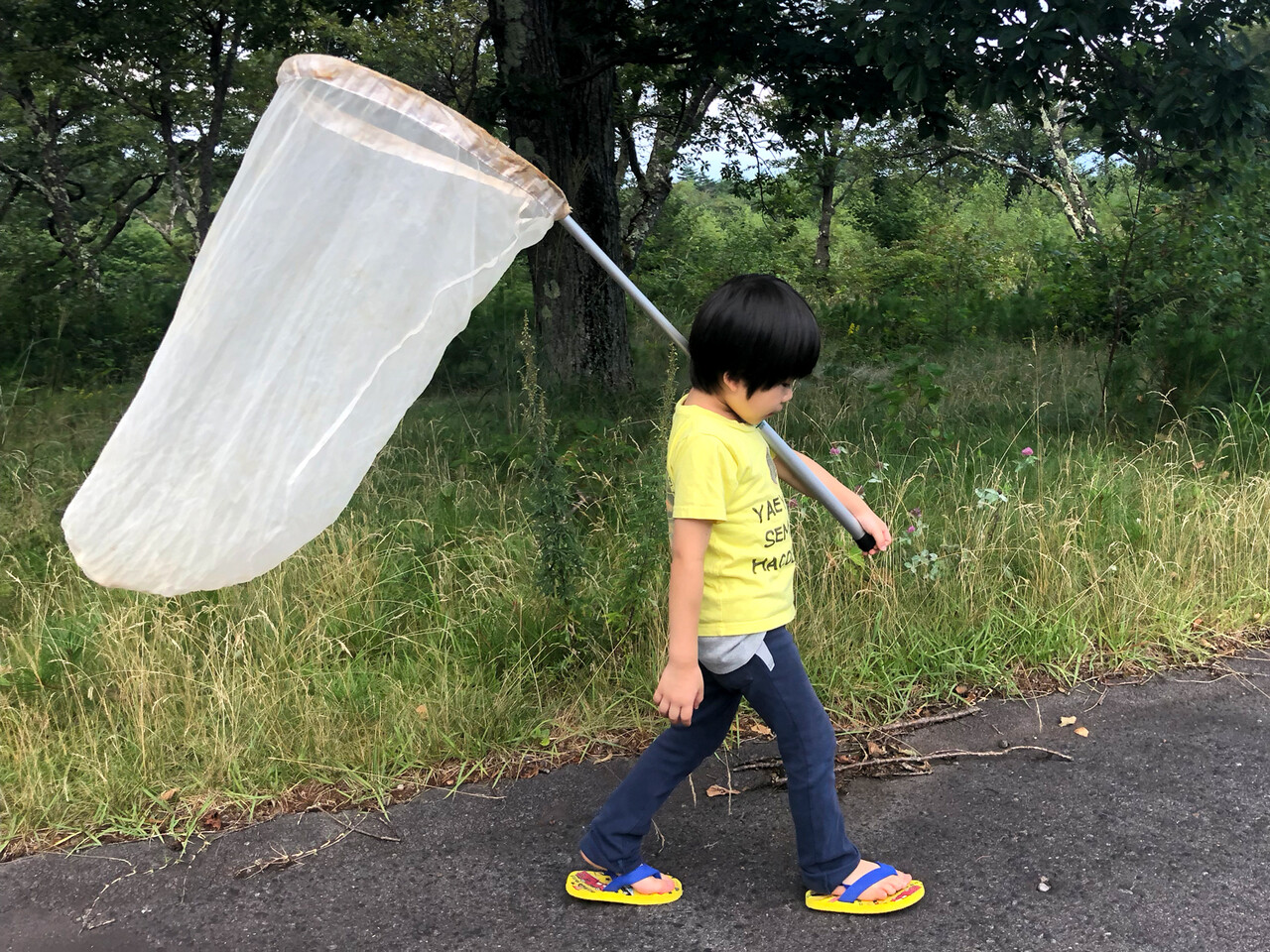 初めての本格的な虫網 ありんこ日記 Antroom