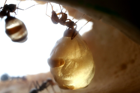 �ߥĥĥܥ���