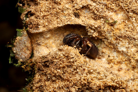 オキナワトタテグモの巣の断面