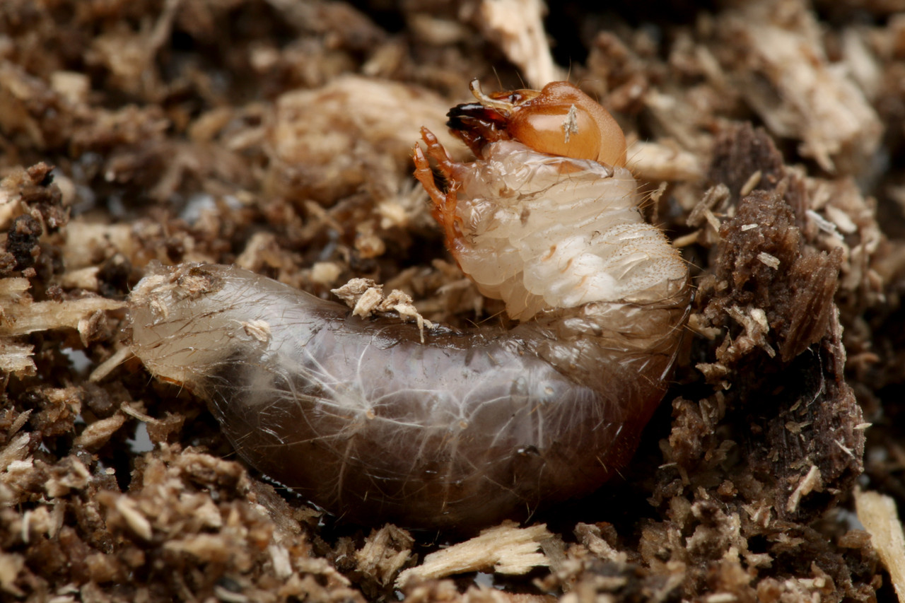 シロアリと同じ木で暮らすヒラタハナムグリ : ありんこ日記 AntRoom