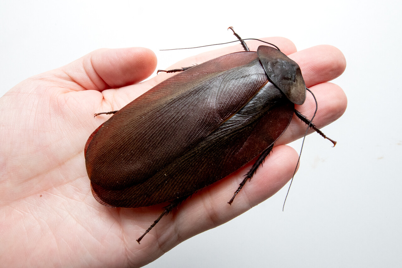 95mm】マンモスゴキブリ ナンベイオオチャバネゴキブリ昆虫標本 95mm