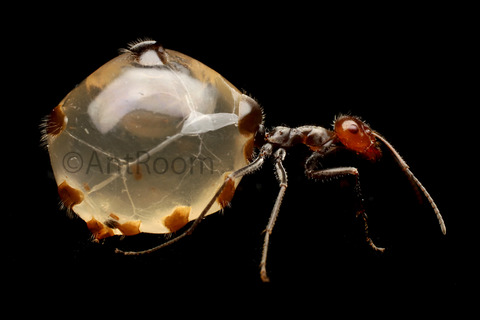 �ߥĥĥܥ���