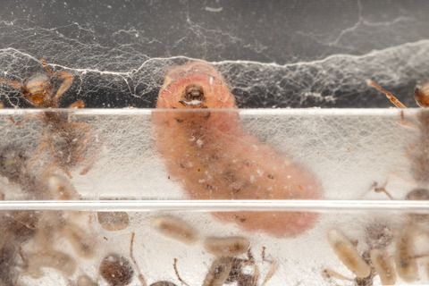 ���ޥ����ߤ��Ῡ