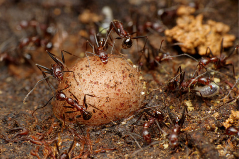 ���ӥʥ������ʥ�����������餹���ꥹ����