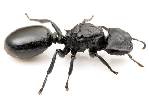 �ʥ٥֥����� Cephalotes atratus