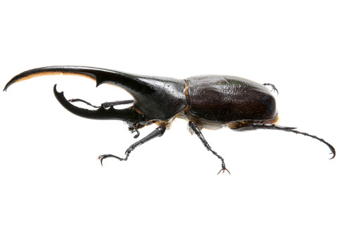 ありんこ日記 Antroom アリ以外の生き物