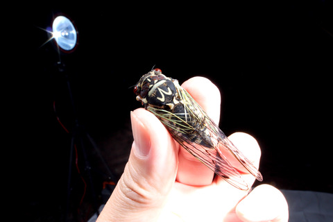 ライトトラップ