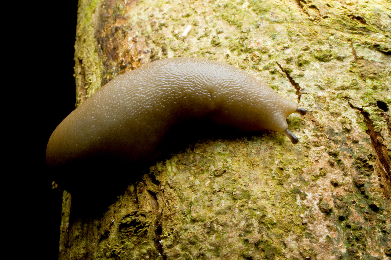 キノコが大好き 巨大ヤンバルヤマナメクジ ありんこ日記 Antroom