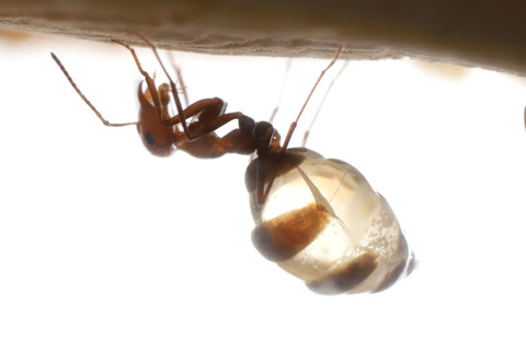 �ߥĥĥܥ���