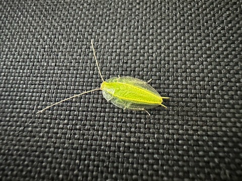 オーストラリア アリ 昆虫 採集 (67)