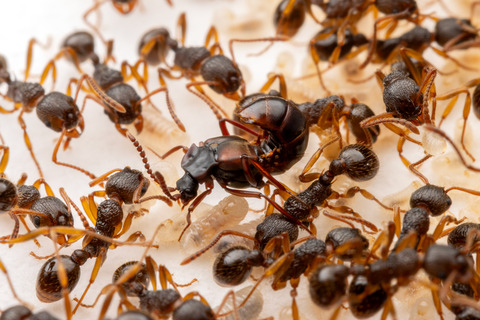 �ϥ�������Υ��ϥͥ�����