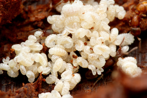 ヤマトカギバラアリ Proceratium japonicum