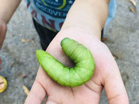 楽しいスズメガ探し ありんこ日記 Antroom