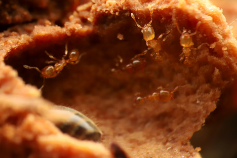 オニコツノアリ