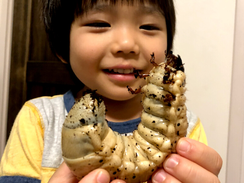 サナギになったヘラクレスオオカブト ありんこ日記 Antroom