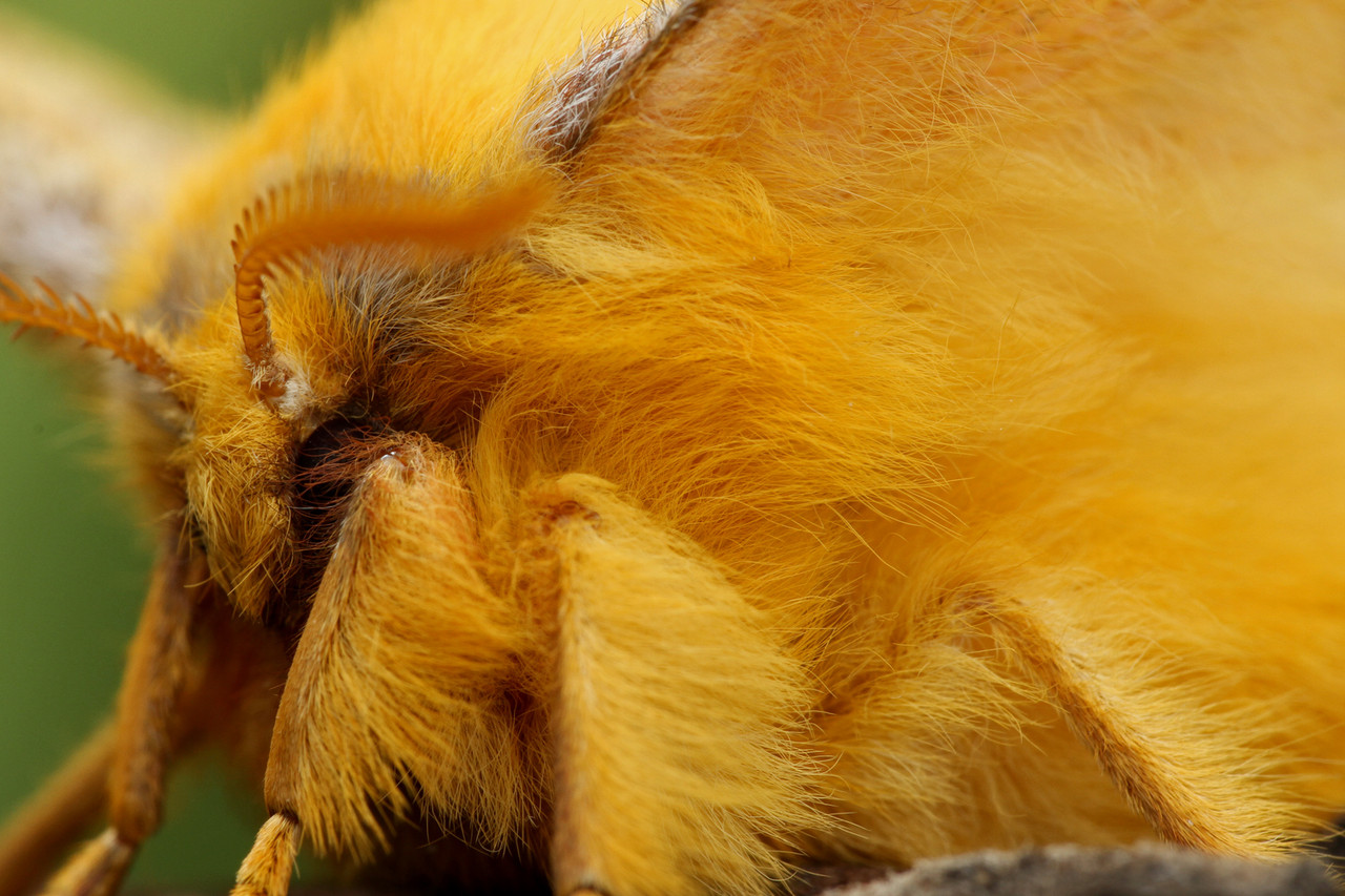 モコモコ可愛い 秋のウスタビガ ありんこ日記 Antroom