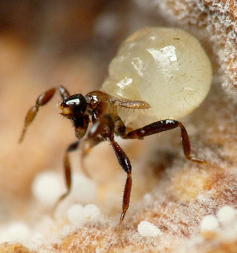 ツキミノミバエ Selenophora shimadai