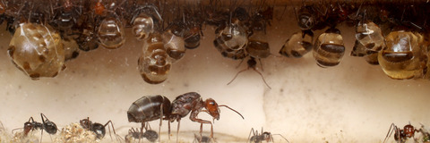 �ߥĥĥܥ���