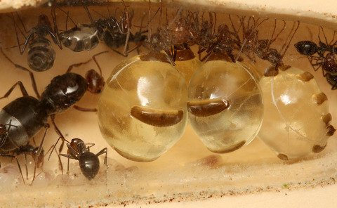 �ߥĥĥܥ���