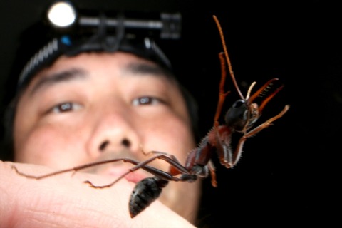 熱帯雨林のキバハリアリ Myrmecia nigrocincta