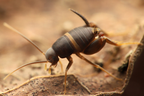アシナガキアリとシロオビアリヅカコオロギ