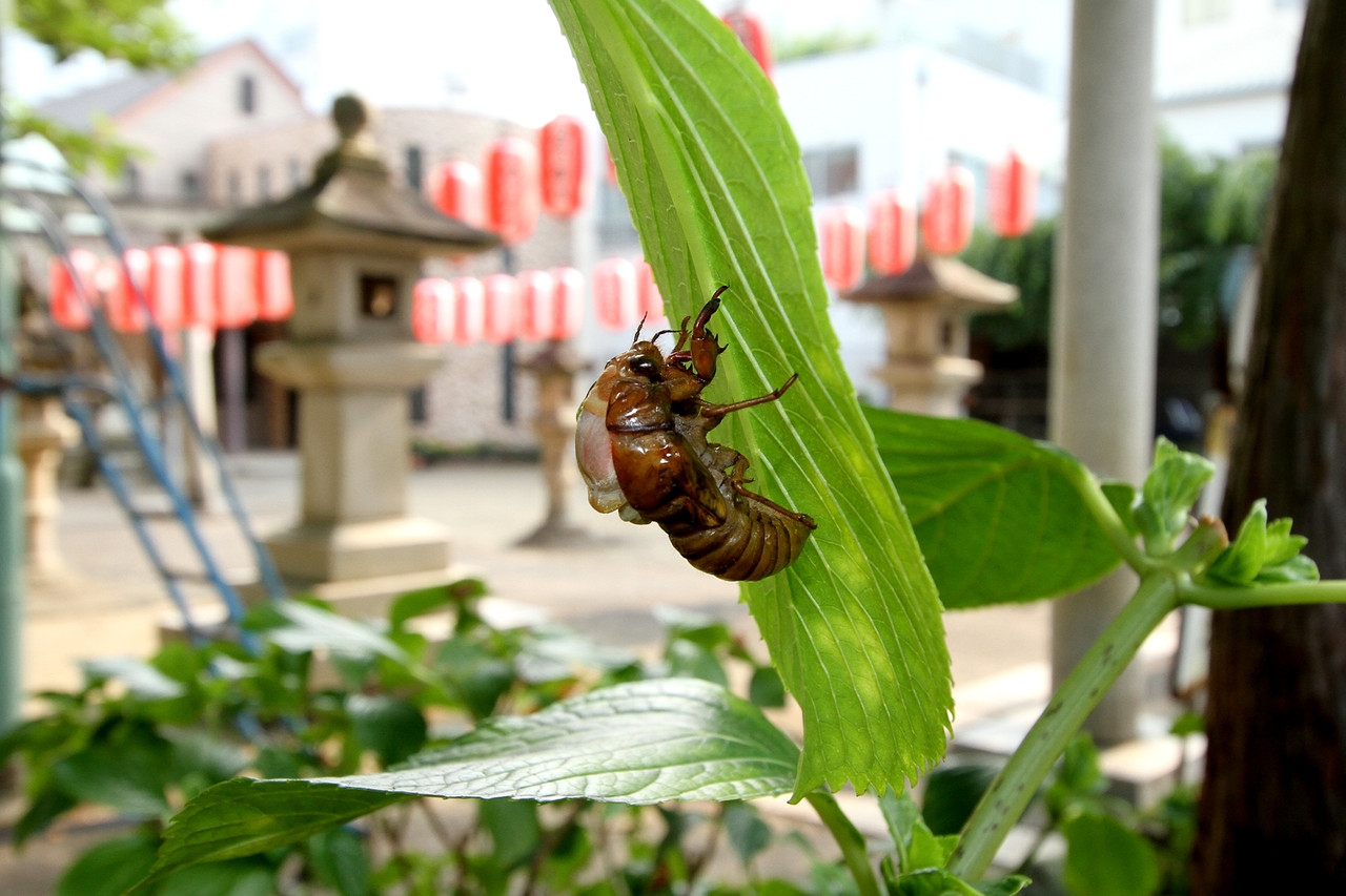 ありんこ日記 Antroom 15年08月