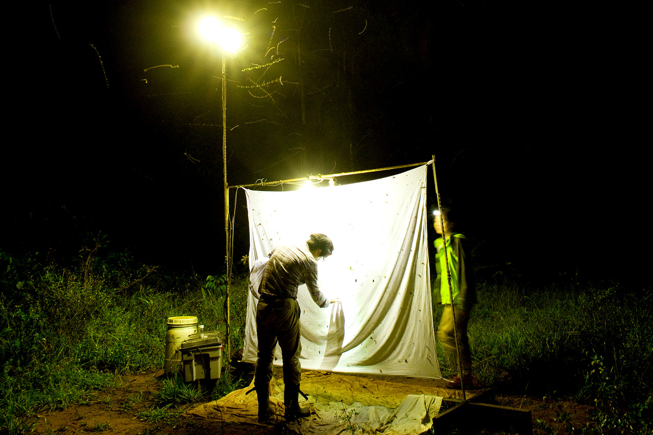 超巨大！ナンベイオオヤガ : ありんこ日記 AntRoom