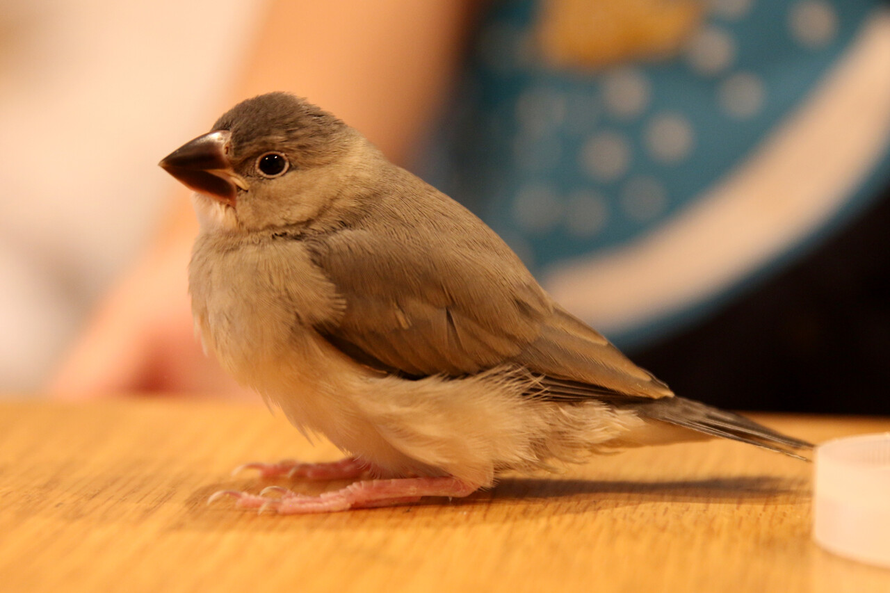 桜文鳥の飼育 ありんこ日記 Antroom