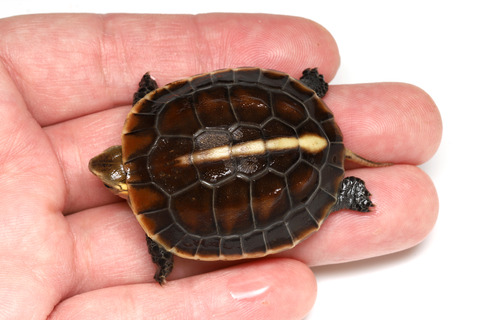 セマルハコガメ