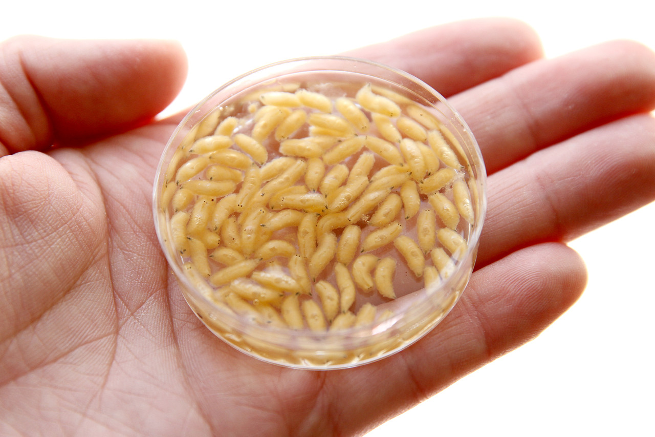 新種発見 カエルの卵を食べるウリンクロバエ ありんこ日記 Antroom 新種発見 カエルの卵を食べるウリンクロバエ ありんこ日記 Antroom