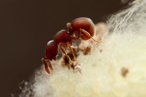 メダカダルマアリ Discothyrea kamiteta