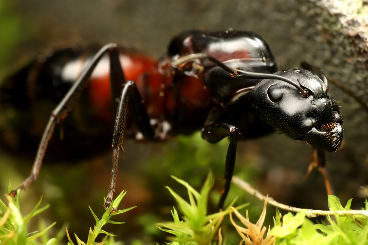 ありんこ日記 Antroom