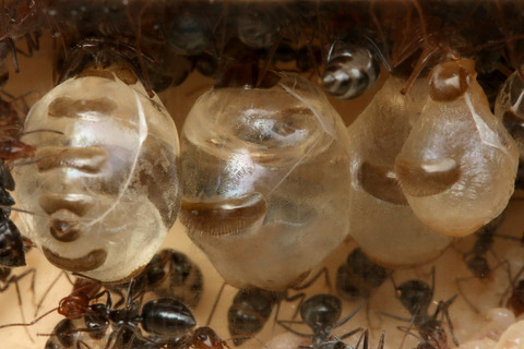 �ߥĥĥܥ���