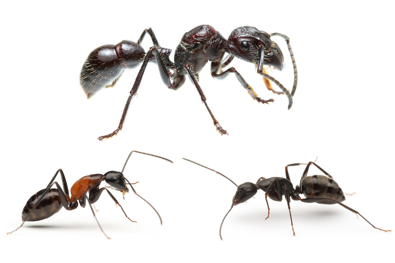 ついに発表！！ 「いきもの大図鑑 あり」 : ありんこ日記 AntRoom