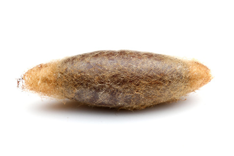 エメラルドゴキブリバチAmpulex compressa